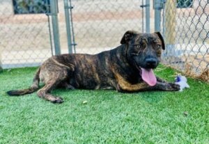 Pet of the Week is Ranger
