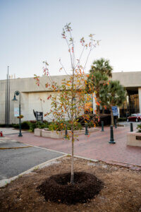 Former Councilman, Howard Duvall tree
